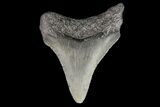 Juvenile Megalodon Tooth - Georgia #75324-1